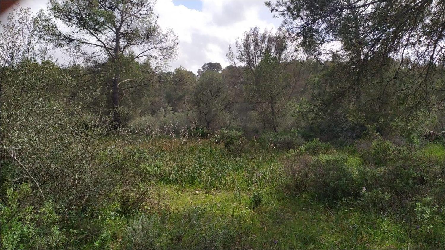 Terreno rural
